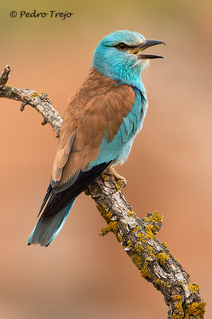 Carraca europea (Coracias garrulus)